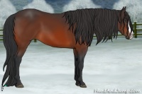 Horse Color:Bay Splash 