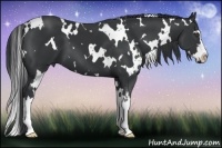 Horse Color:White Spotted Black Splash Frame 