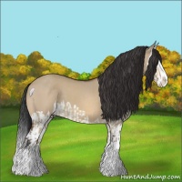 Horse Color:Brown Dun Splash  and Brown Dun Splash 