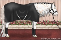 Horse Color:Gold Champagne Leopard  and Gold Champagne Splash Leopard 