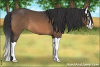 Horse Color:Buckskin Splash 