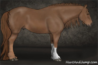Horse Color:Gray Chestnut 