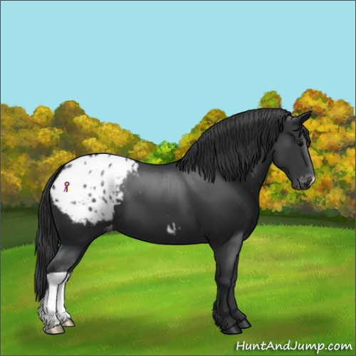Horse Color:Black Appaloosa 