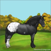 Horse Color:Black Appaloosa