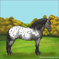 Horse Color:Grullo Roan Appaloosa 