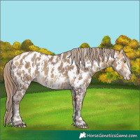 Horse Color:Sable Champagne Mushroom Near Leopard  and Amber Cream Champagne Near Leopard 