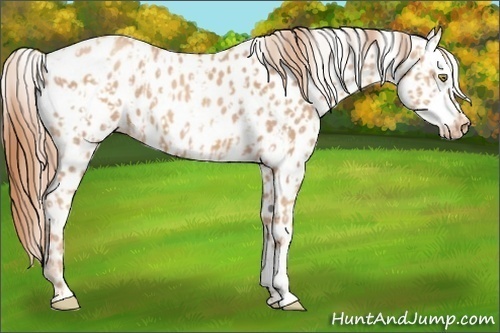 Horse Color:Gold Champagne Leopard and Gold Champagne Leopard