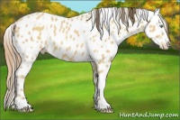Horse Color:Amber Cream Champagne Appaloosa  and Amber Cream Champagne Appaloosa Rabicano 