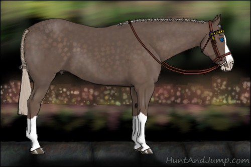 Horse Color:Silver Black Splash