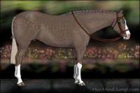 Horse Color:Silver Black Splash