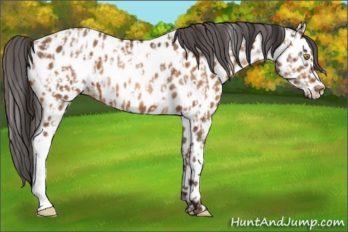 Horse Color:Sable Champagne Appaloosa  and Gray Sable Champagne Appaloosa 
