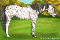 Horse Color:Sable Champagne Appaloosa  and Gray Sable Champagne Appaloosa 