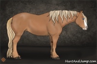 Horse Color:Chestnut Splash 