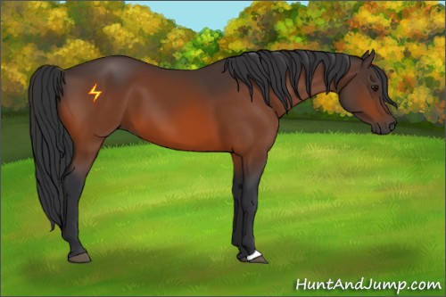Horse Color:Bay 