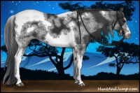 Horse Color:White Spotted Black Splash Tobiano Frame Appaloosa 