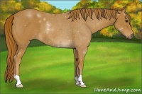 Horse Color:Red Roan 