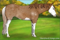 Horse Color:Chestnut Splash