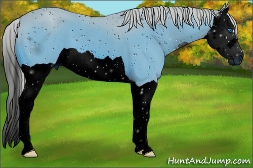 Horse Color:ERROR: UNKNOWN ANOMALY