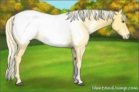 Horse Color:Palomino Appaloosa 