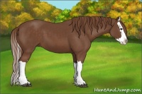 Horse Color:Chestnut Splash 