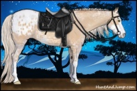 Horse Color:Silver Amber Champagne Ice Sabino Appaloosa