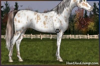 Horse Color:Amber Champagne Leopard  and White Spotted Amber Champagne Leopard 