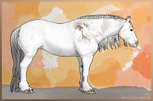 Horse Color:White Spotted Liver Red Dun 