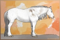 Horse Color:White Spotted Liver Red Dun 
