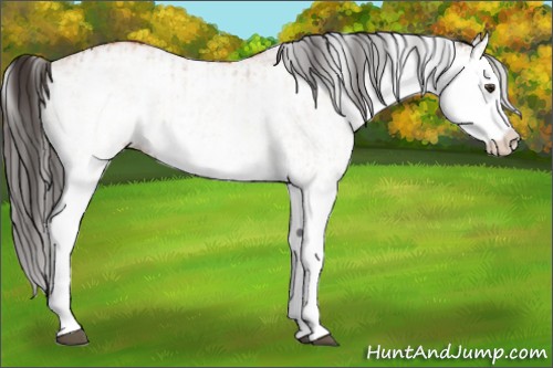 Horse Color:White Spotted Bay Splash  and White Spotted Bay Splash 