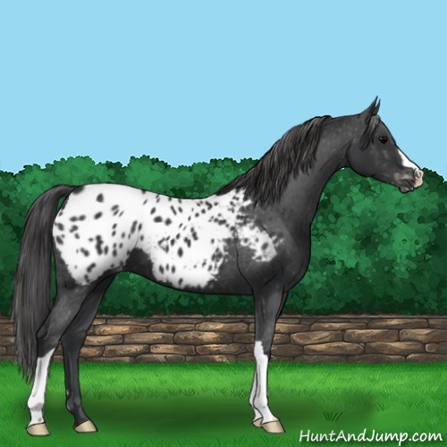 Horse Color:Black Appaloosa 