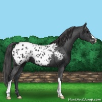 Horse Color:Black Appaloosa