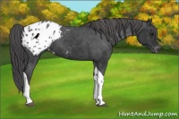Horse Color:Black Tobiano Appaloosa 