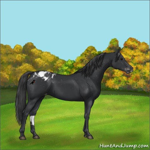 Horse Color:Black Appaloosa 