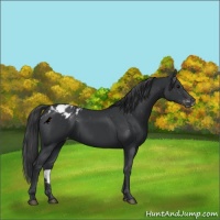 Horse Color:Black Appaloosa 