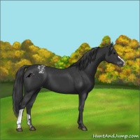 Horse Color:Black Appaloosa 