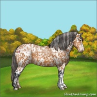 Horse Color:Bay  and Bay Leopard 