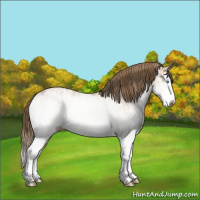 Horse Color:Gray White Spotted Perlino Splash  and Gray White Spotted Perlino Dun Splash 
