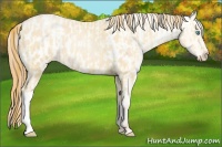 Horse Color:Buckskin Roan Pearl and Buckskin Roan Pearl Appaloosa