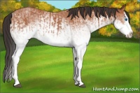 Horse Color:White Spotted Bay Splash  and White Spotted Bay Splash 
