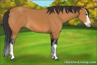 Horse Color:Bay and Bay Splash