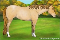 Horse Color:Bay Roan Pearl 