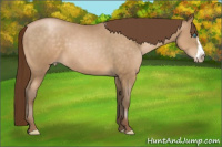 Horse Color:Gray Buckskin Pearl Frame 