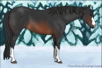 Horse Color:Brown 