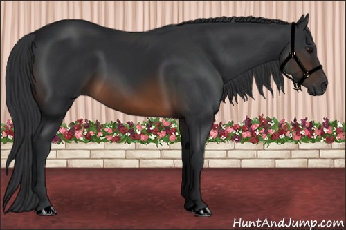 Horse Color:Brown 