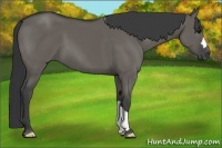 Horse Color:Grullo