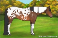 Horse Color:Bay Tobiano Blanket 