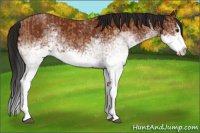 Horse Color:White Spotted Bay Splash  and Gray White Spotted Bay Splash 