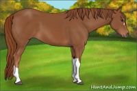 Horse Color:Chestnut 