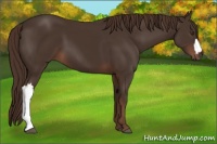 Horse Color:Liver Chestnut 