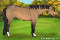 Horse Color:Bay Dun Sabino 